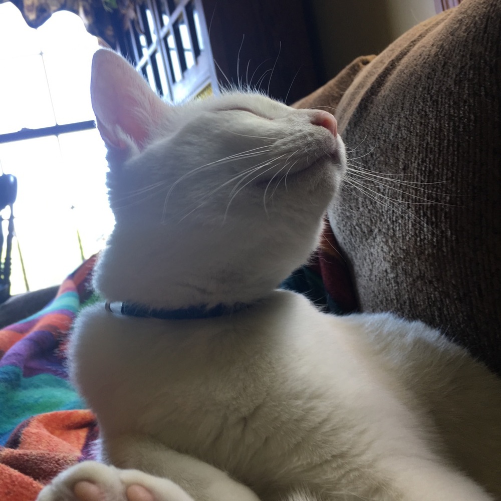 Meet your Posher, Riley